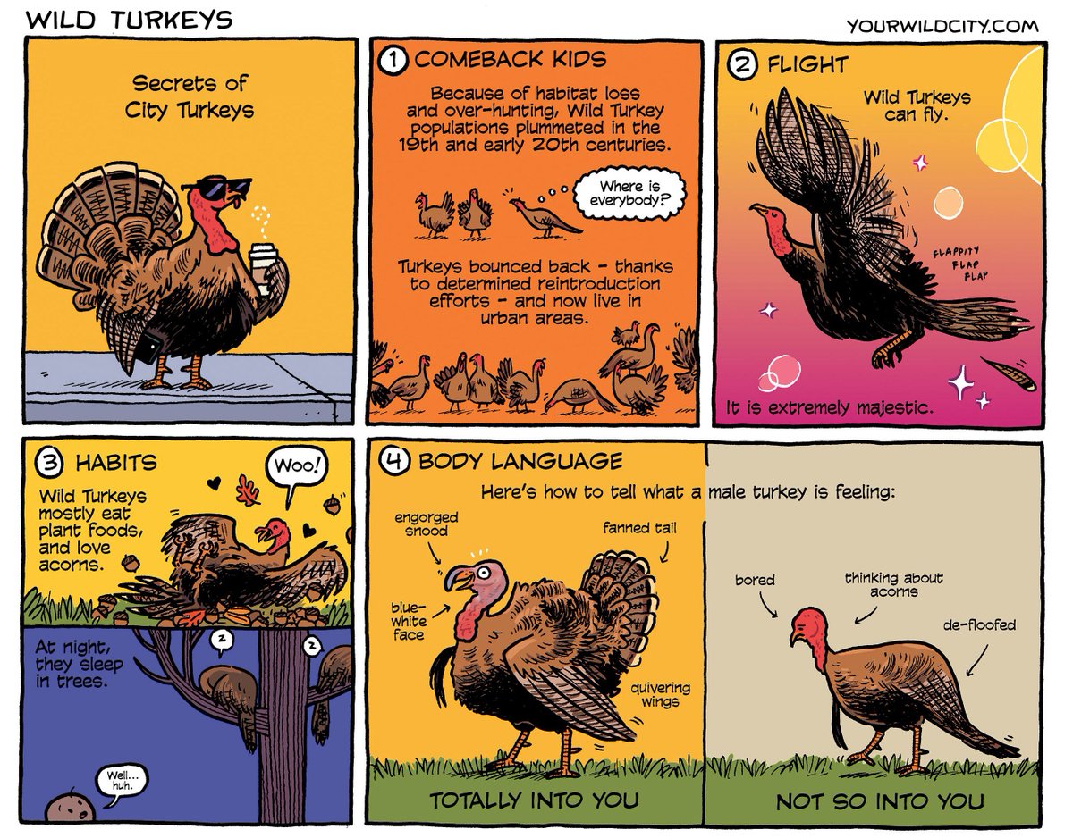 Another fave from the archives: our guide to city turkeys!