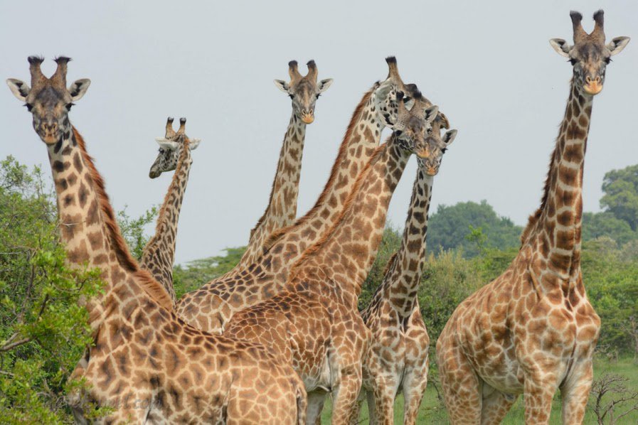 TheTravelCamel's tweet photo. Qs for #TRLT tomorrow on "Wildlife" are out! Pls join @TazzDiscovers @ReenCassadie @RoarLoud and be inspired! https://t.co/XTUtmsd76Q https://t.co/W5vVVjPPGh