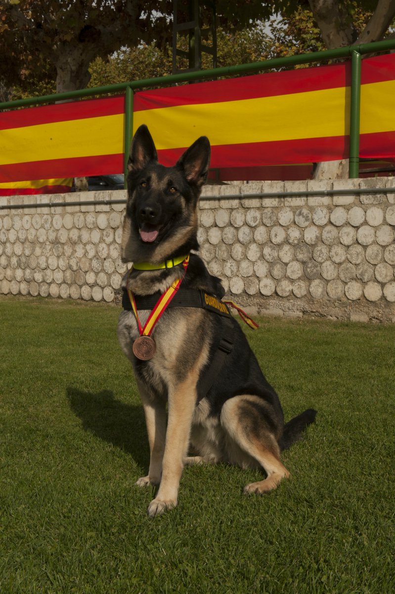 Un poco de «postureo» está bien sobre todo cuando eres campeón de España militar.

¡Guau!