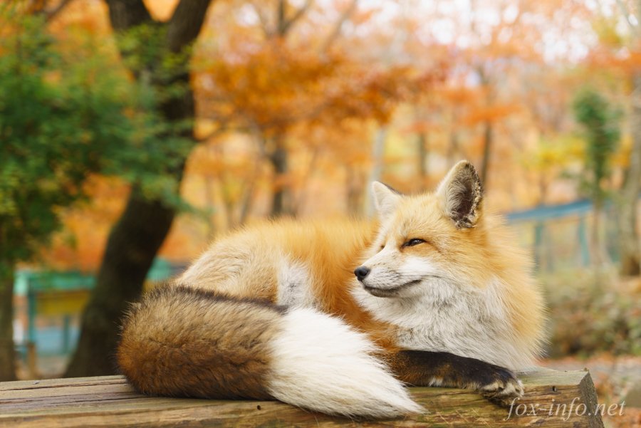 キツネ写真館 キツネ飼養中 キメる時はキメるカッコ良いおきつねですね