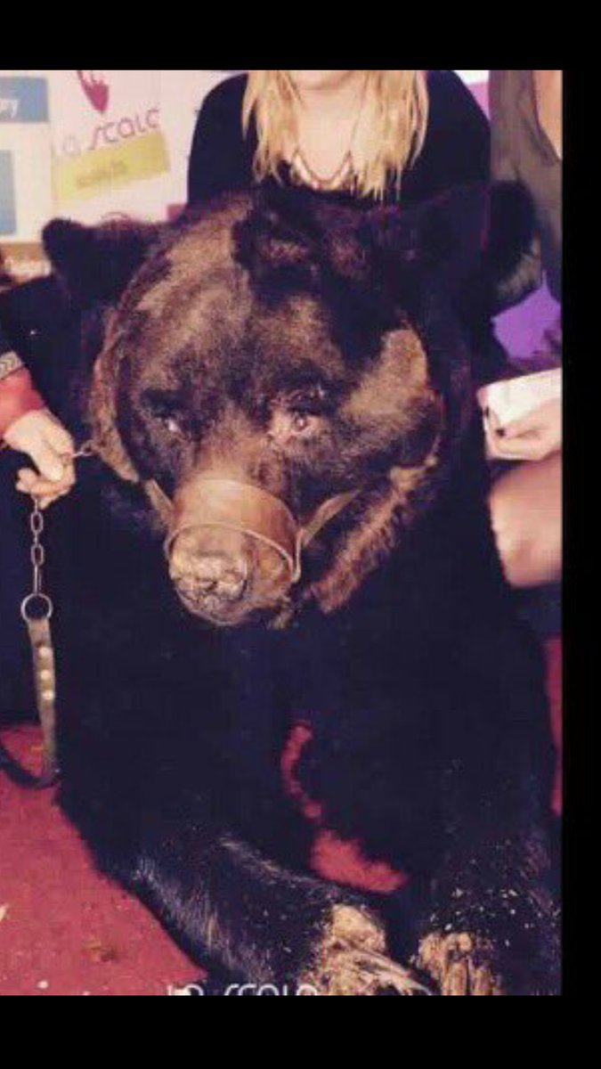 radjamm's tweet photo. @Scalaguipry @nqtv @brigitte_bardot @digniteanimale @AnimauxEnPeril 
Voila les divertissements pour les clients de leurs boites de nuit https://t.co/D0AbqeBXLA