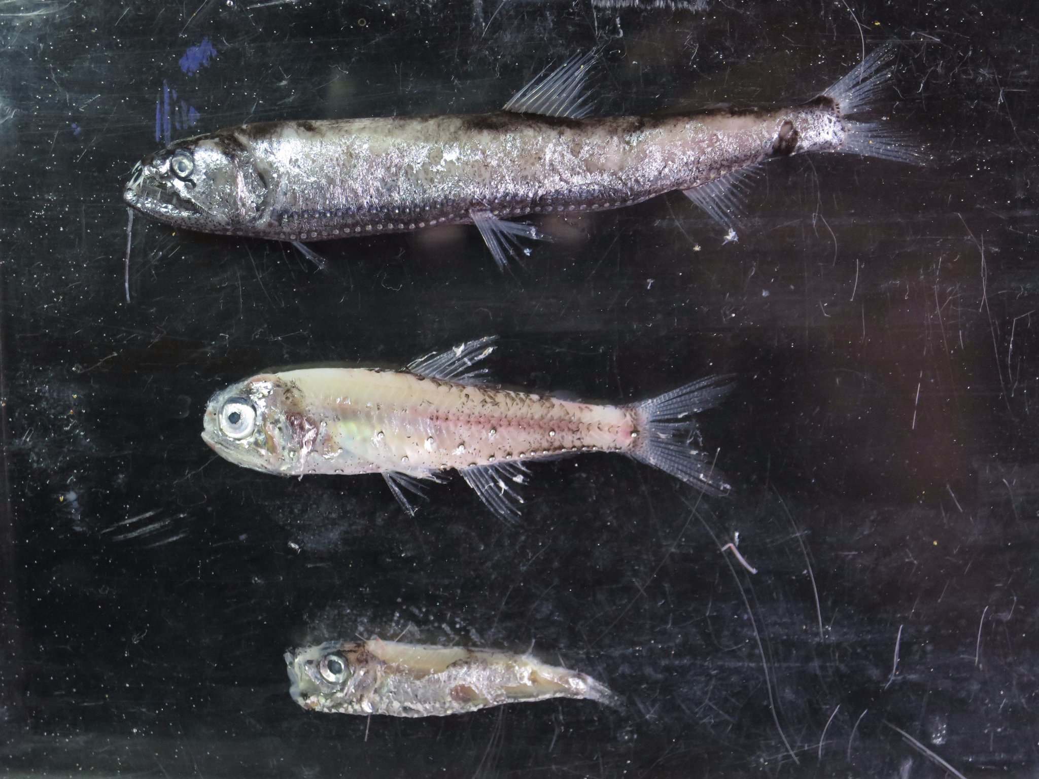 てらむら No Twitter 数日前から出っぱなしだったので まとめて報告します まずは中深層遊泳性の魚 上からトカゲハダカ イワハダカ キュウリエソ キュウリエソはムネエソの仲間 きゅうりの匂いがするらしいが ハダカイワシも新鮮なものは