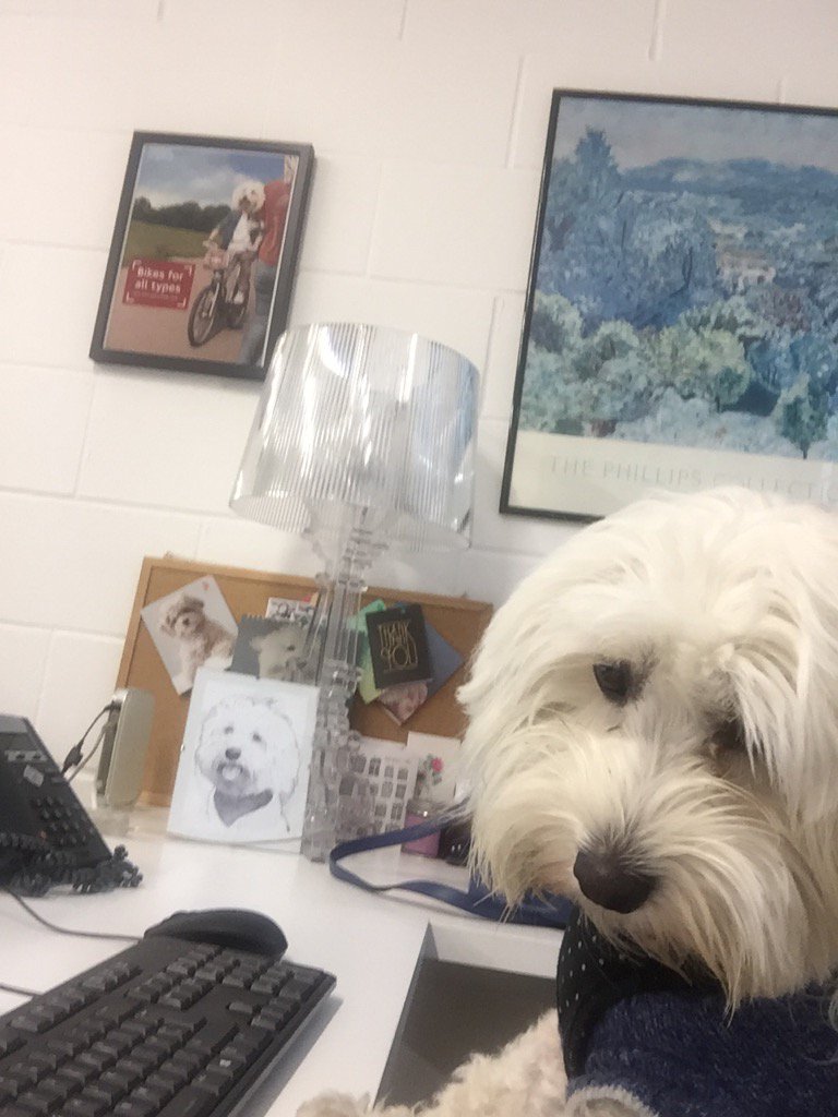 kpprtweets's tweet photo. Monte is busy at work #mondaymotivation #profficepets #officedog https://t.co/BNifsRKaXS