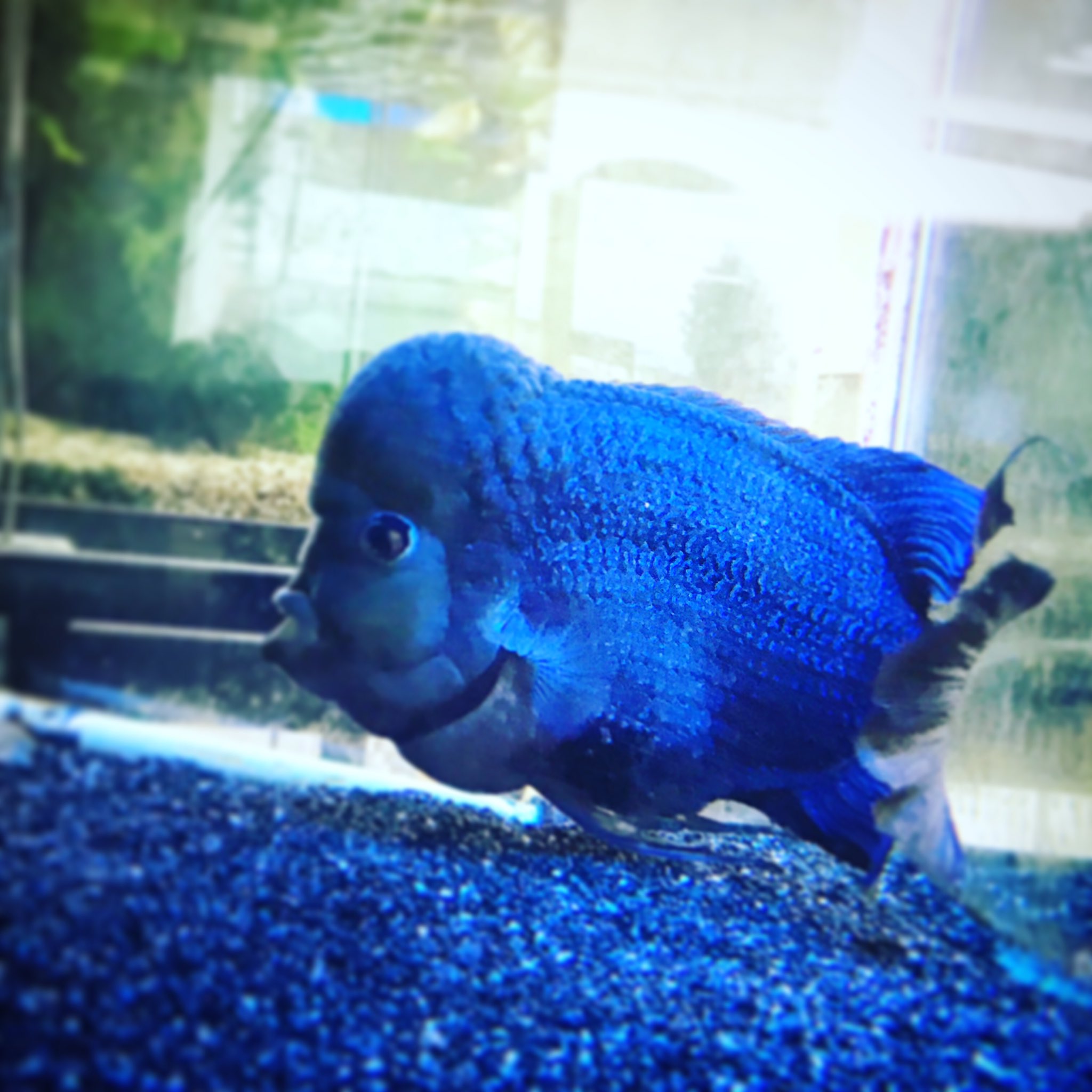 国土第一警備保障 株式会社 会社で長生きしてるお魚ちゃん いかつくなりましたなあ 熱帯魚 綺麗 鑑賞魚 シクリット 国土第一警備保障 T Co Gjm3vmkele Twitter