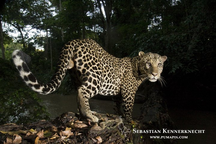 Join <a href="/TheGlennClose/">Светлана Соколова</a> and choose your favorite Big Cat <a href="/PantheraCats/">Panthera</a>
panthera.org/actforcats/?ut…; my own favorite below; pic by @Cbassk in #Gabon