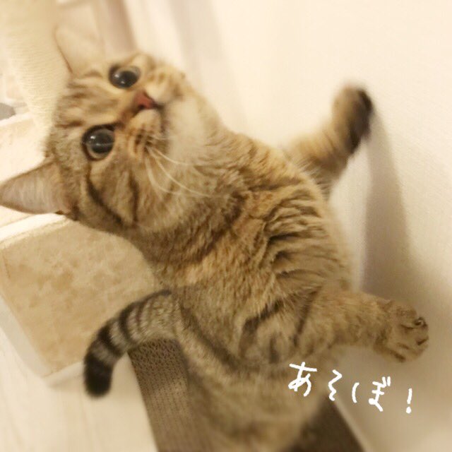 動物,犬,猫,しつけ,飼い方,育て方,病気,健康