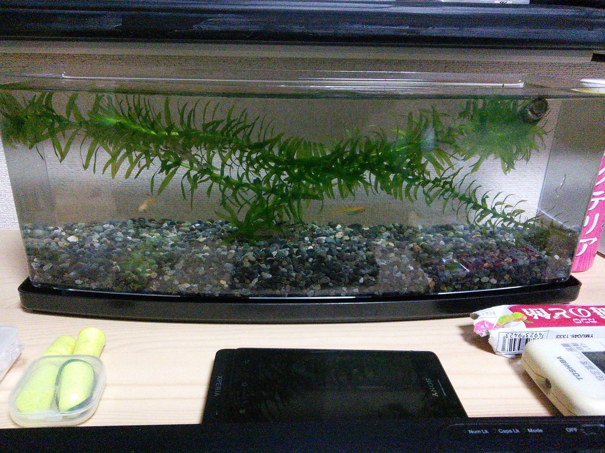 鶩男爵 ゆっくり走ろう メダカとヤマトヌマエビ を飼うことに D 水槽はダイソーのフィギュアケース を逆さにして使用w このサイズの水槽買うと3k位のが400円ナリ ー Y 何気にエビがかわぇえ W
