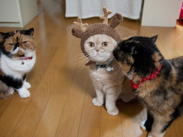 EnricoFernando7's tweet image. La maitresse du voisin c'est mise au tricot !!! pffff