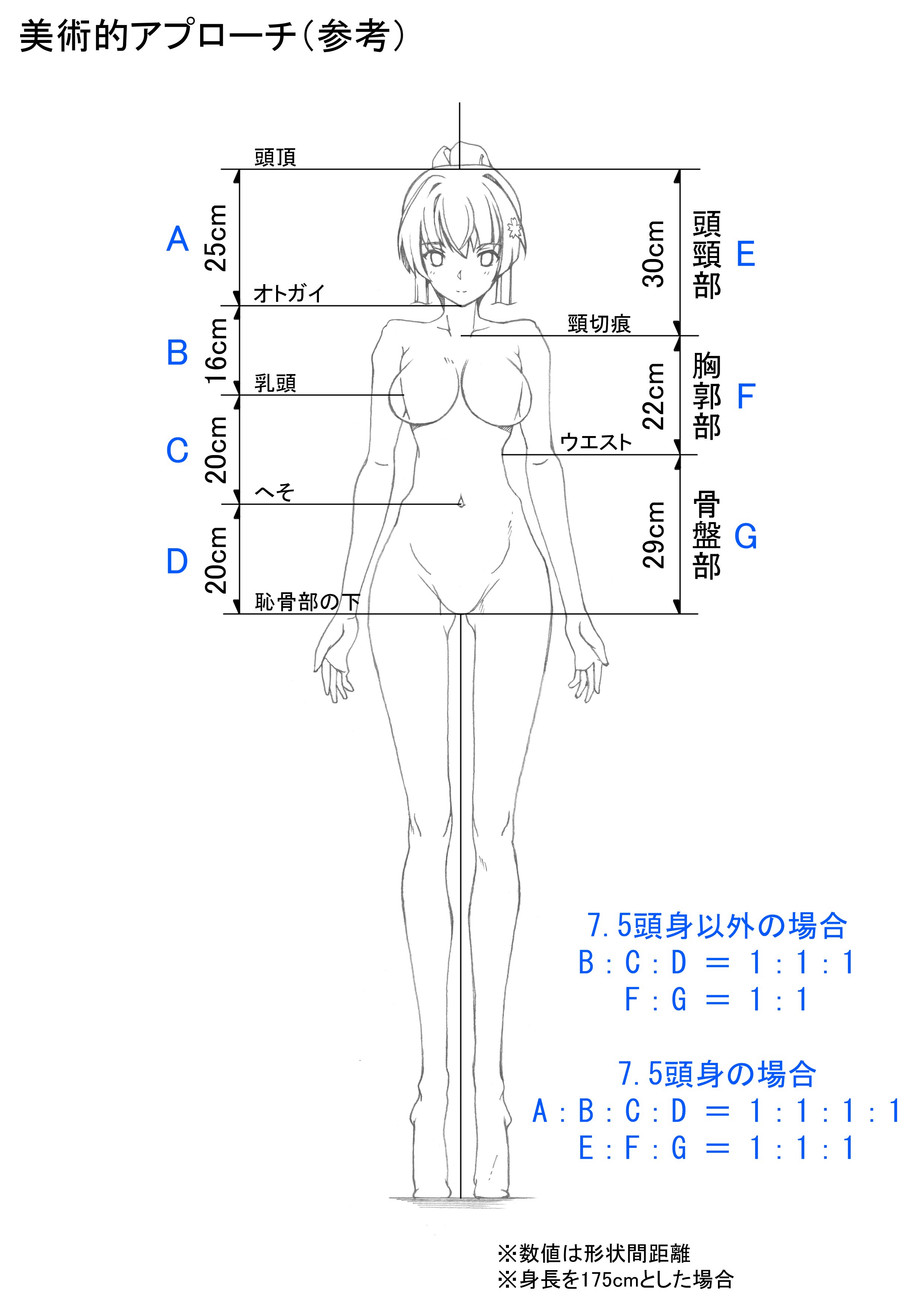 体の各パーツの長さの比率と分割法 Twitter