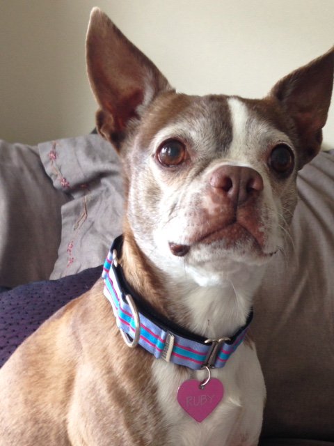 Ruby is so cute with her new striped martingale collar! Design your Own: bit.ly/2e1F60X #myifitbarks #dogcollar