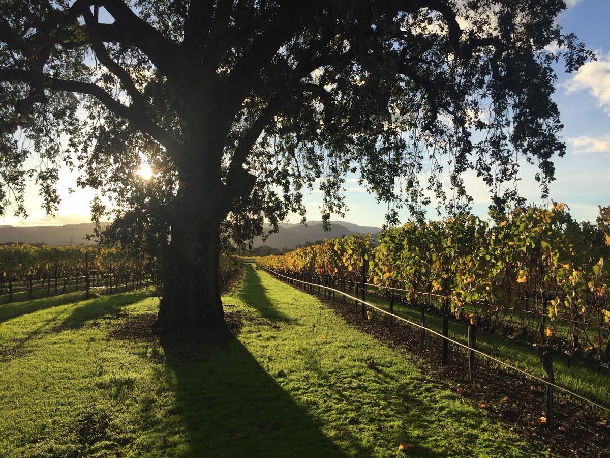 ClosDuValNapa's tweet photo. Morning views from the office. #OurCDV #fall #wine https://t.co/xTB1PAg1KU