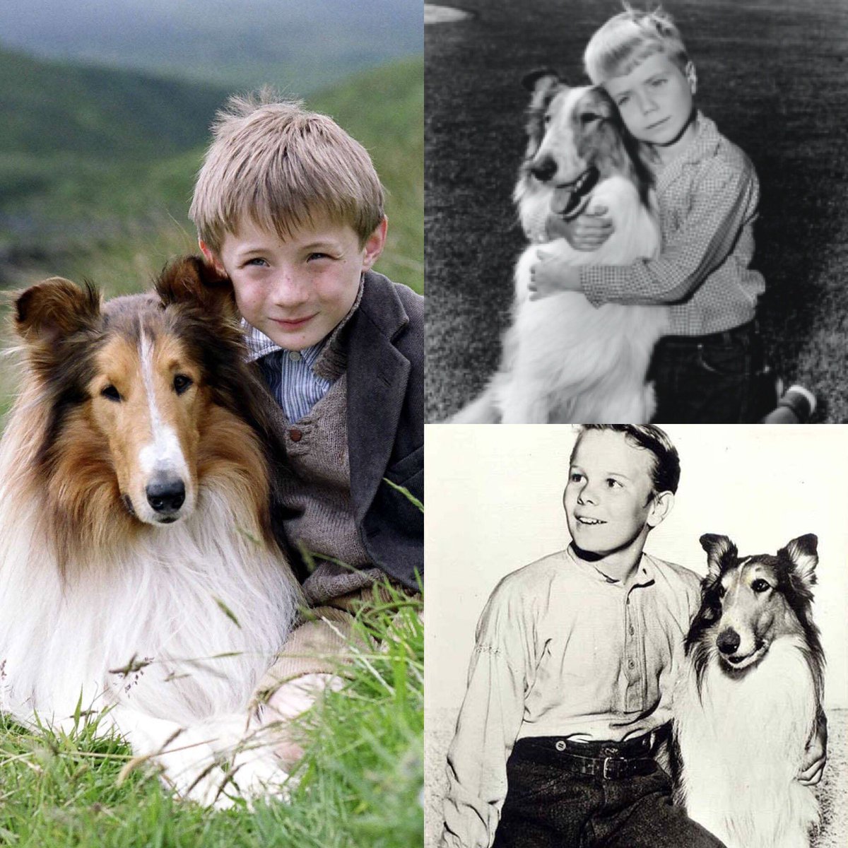 ThisDogsDead's tweet image. These dogs are dead