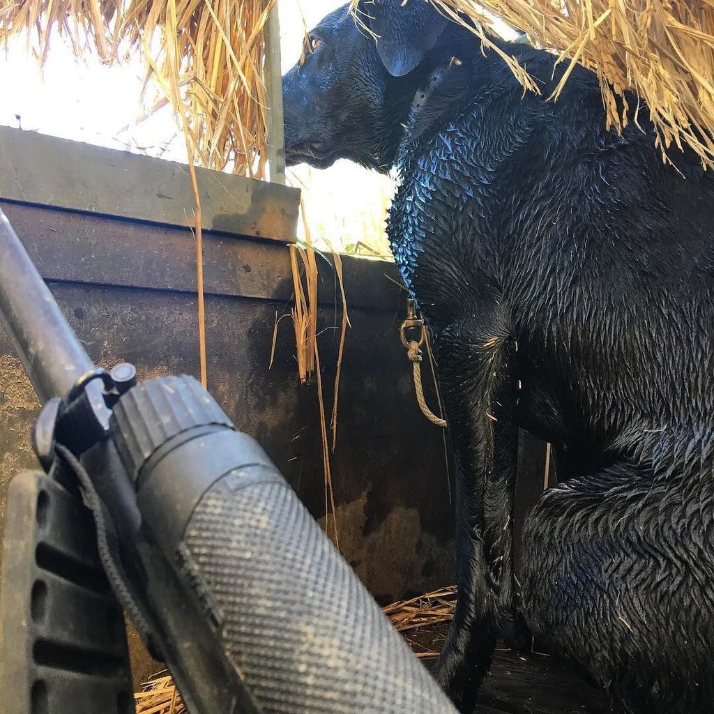 DennisLoosier's tweet photo. She is always on GO !!! I don't think she understands down time. #timber #DuckDog #waterd… https://t.co/fvHt229x9X https://t.co/ffpvl4aQZr