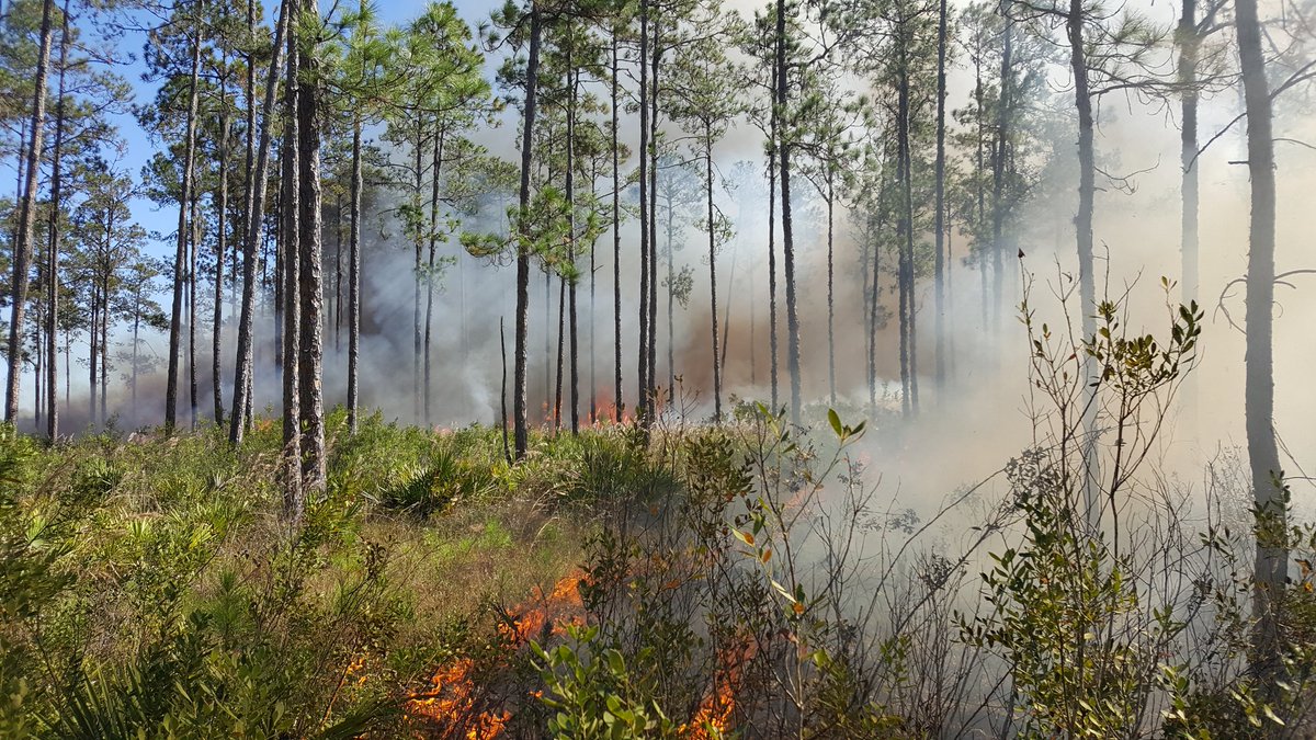 Here's a photo from our 20 acre #RXFire today #silviculture #FloridaFire