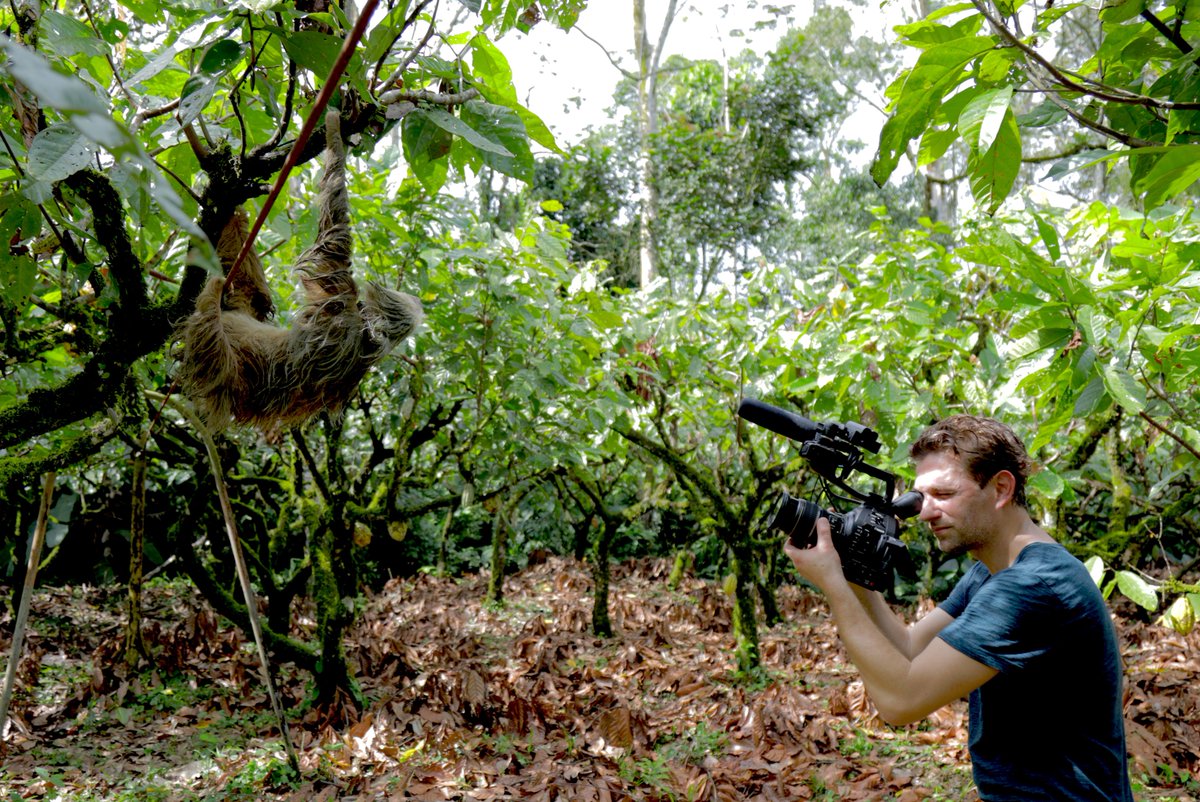 benjaminkanes's tweet photo. Incredible time in the #RainForest of #CostaRica Here's a #BTS of me filming a #TreeSloth on an #Organic #Cacao farm. #C100mII #5DmkIV https://t.co/VbzTB6gKax