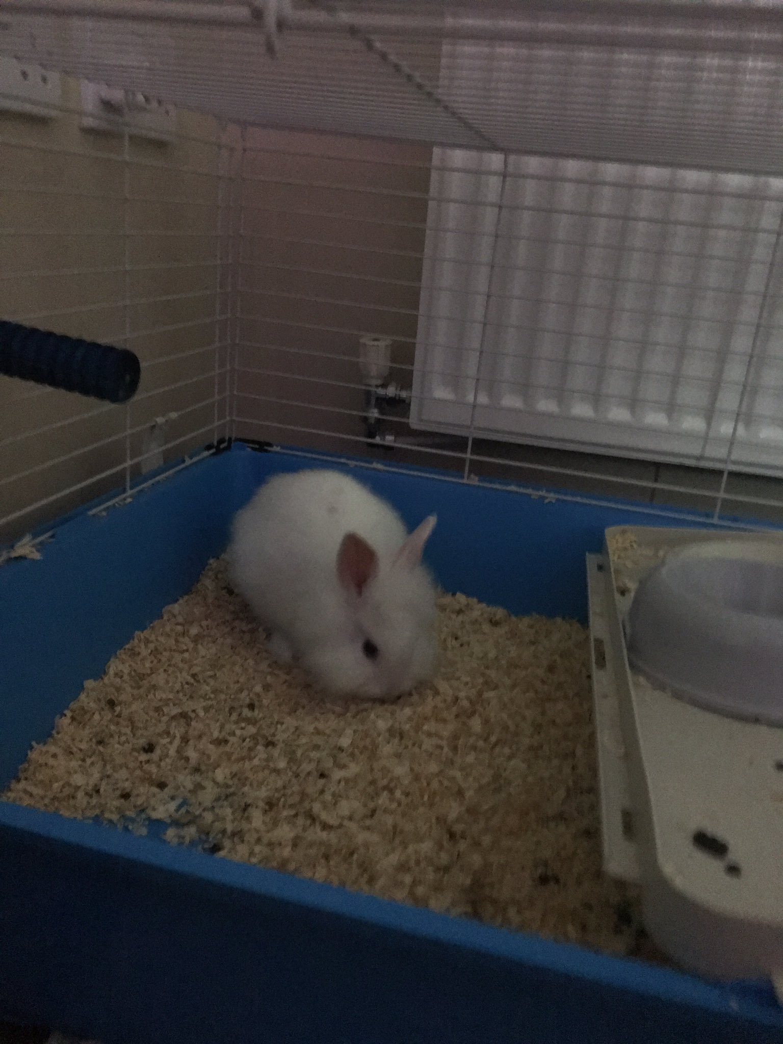 Rabbit playpen argos online