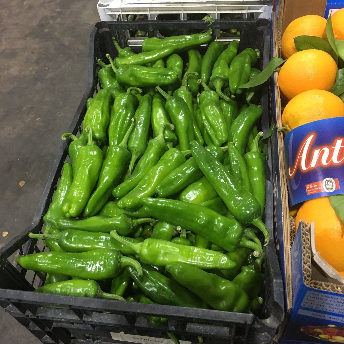 zerboni_taste's tweet image. Artichokes, sweet #friggitello&quot; peppers, #friarielli broccoletti, bergamot, DOP Tropea onions &amp;amp; more directly from Italy. #flavoursmatter 🇮🇹