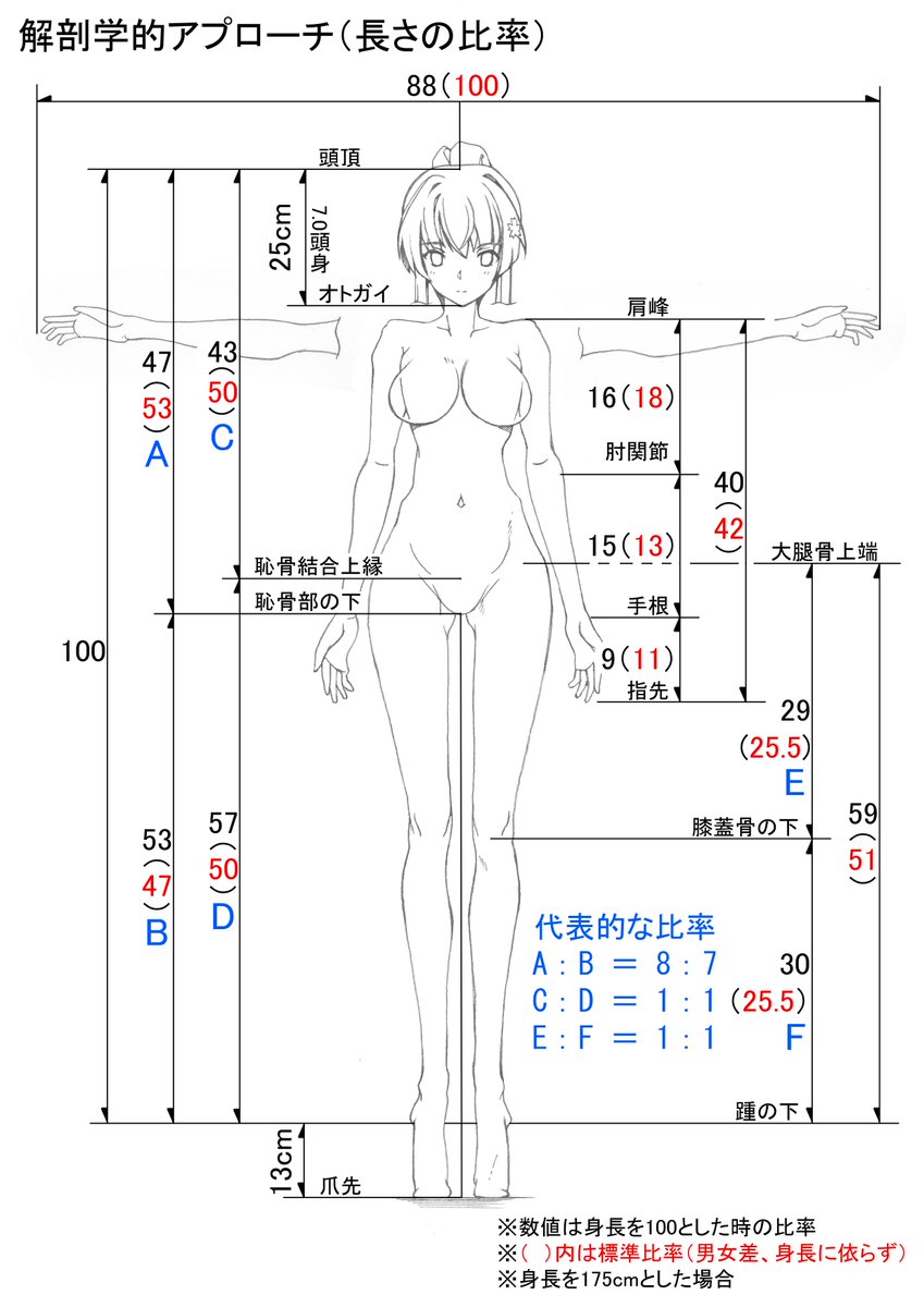 体の各パーツの長さの比率と分割法