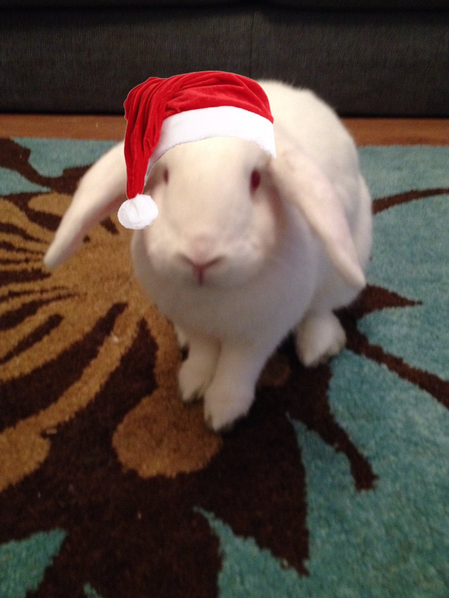 Lagolearn's tweet image. Day 6. That face! Thank you V Horncastle for the photo. If only Santa was really that cute :) #adventcalendar #rabbit #lagolearn