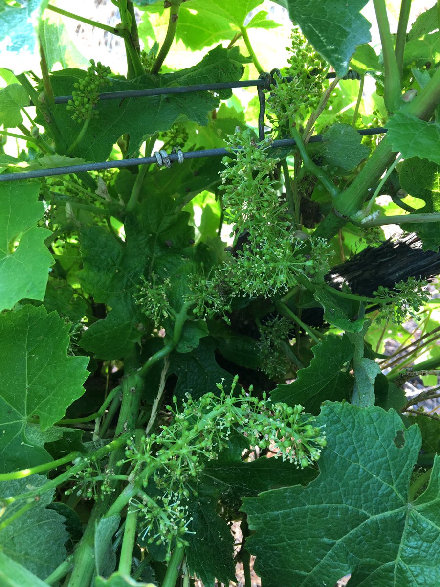 snakeandherring's tweet photo. Flowering. Riesling. That's what's happening. https://t.co/9DC1FqSQek