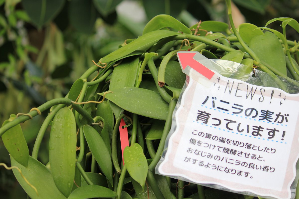 咲くやこの花館 Auf Twitter こちらはバニラ バニラはなんと ラン科の植物です つる性なので茎は木にまとわりついてどんどん伸びます ただいま実がついています 青いうちに収穫して発酵させるとあのバニラのい 香りになります 咲くやこの花館 バニラ