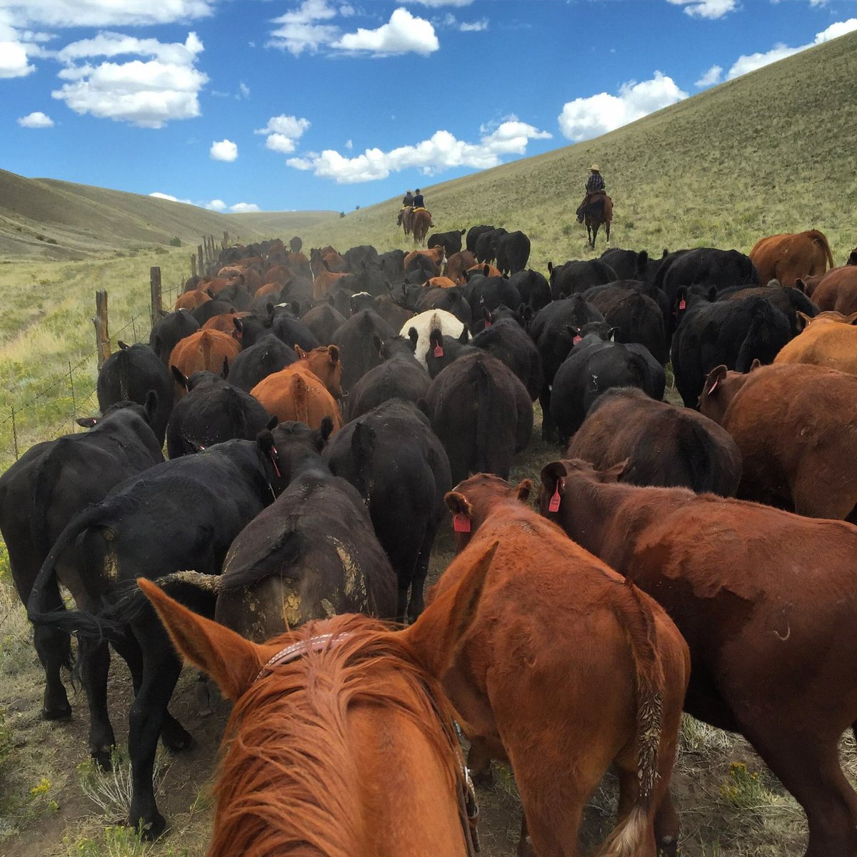 Top50 Ranches (@Top50Ranches) | Twitter