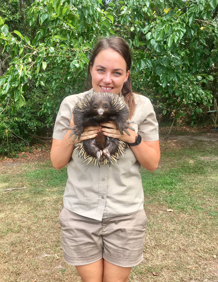 AlexHalford1's tweet photo. Prickly business 😎❤️ #FilmShoot #ZooPR @AustraliaZoo https://t.co/sJrPHua9ru