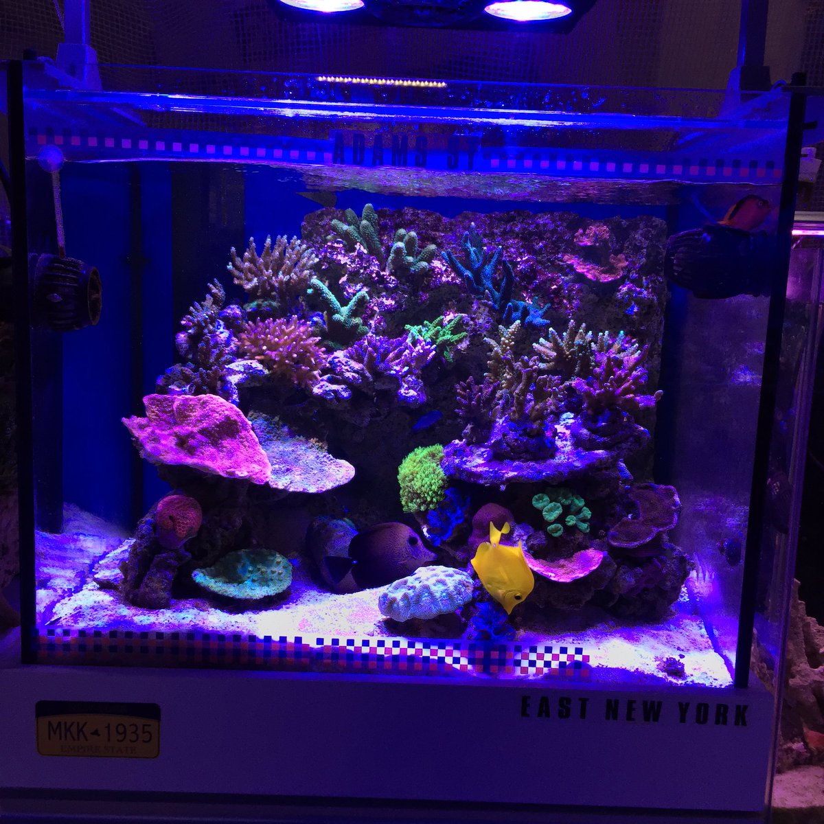 公式 Create The Sea クリエイトザシー 本日も14時 21時で営業しております 是非ご来店くださいませ アクアリウムショップ アクアリウム アクアリウムショップ大阪 ヒメシャコガイ シャコガイ ミドリイシ ミドリイシ飼育 ミドリイシ 公式 Create The Sea クリエイトザシー 本日も14時 21時で営業しております 是非ご来店くださいませ アクアリウムショップ アクアリウム アクアリウムショップ大阪 ヒメシャコガイ シャコガイ ミドリイシ ミドリイシ飼育 ミドリイシ