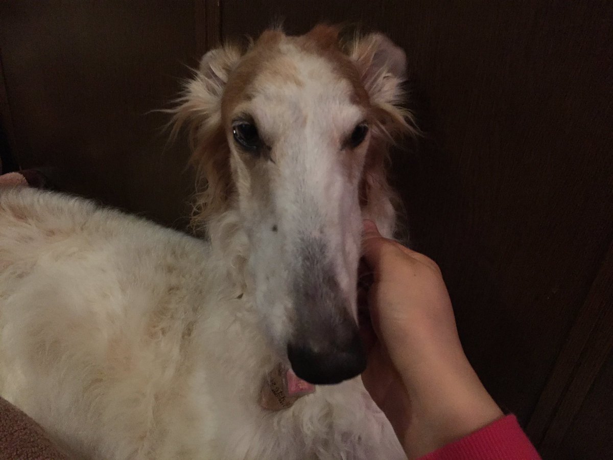 保護ボルゾイ さらたんbot No Twitter 必死に食べてる W 愛犬 Borzoi Largedog 犬 ボルゾイ Giantbreeds Dog 親バカ 犬バカ かわいい Rt 癒し 拡散 ファボ お気に入り 大型犬 可愛い ブス 必死 天使 いぬ 外国 高級 シルク T Co