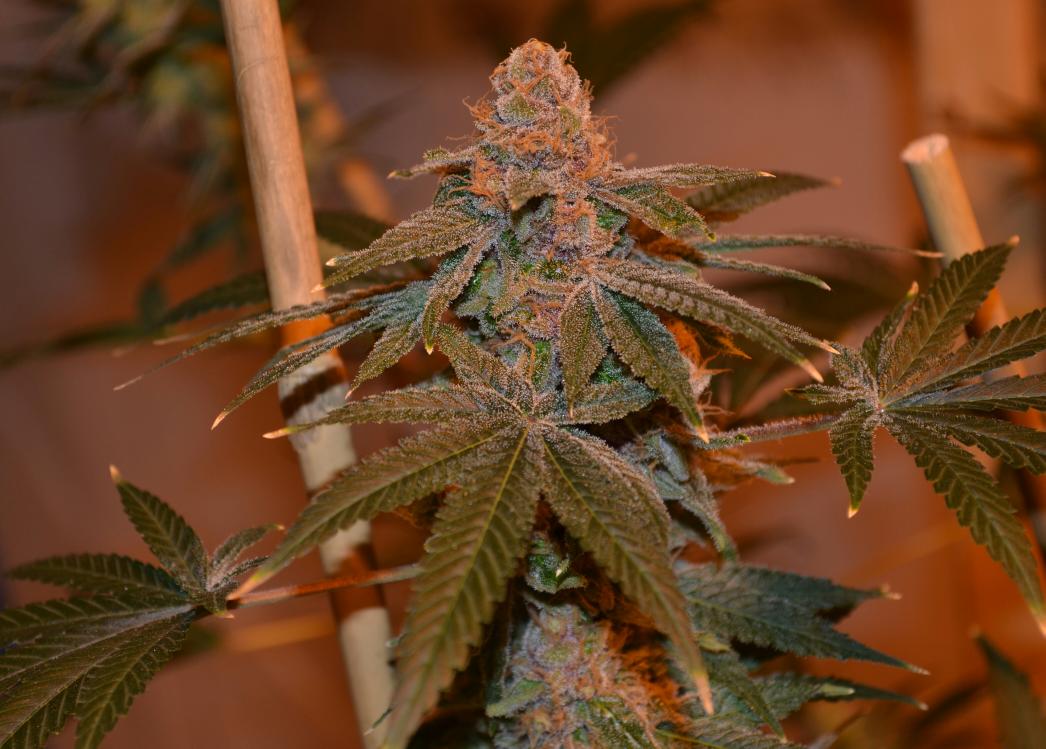cmartin0725's tweet photo. #JaffaCake # 1. #Melvanetics #buddhastreeltd #cleanroots. Its like a cake, when you grind it, purple! @Melvanetics2 https://t.co/reLhxRqnzA
