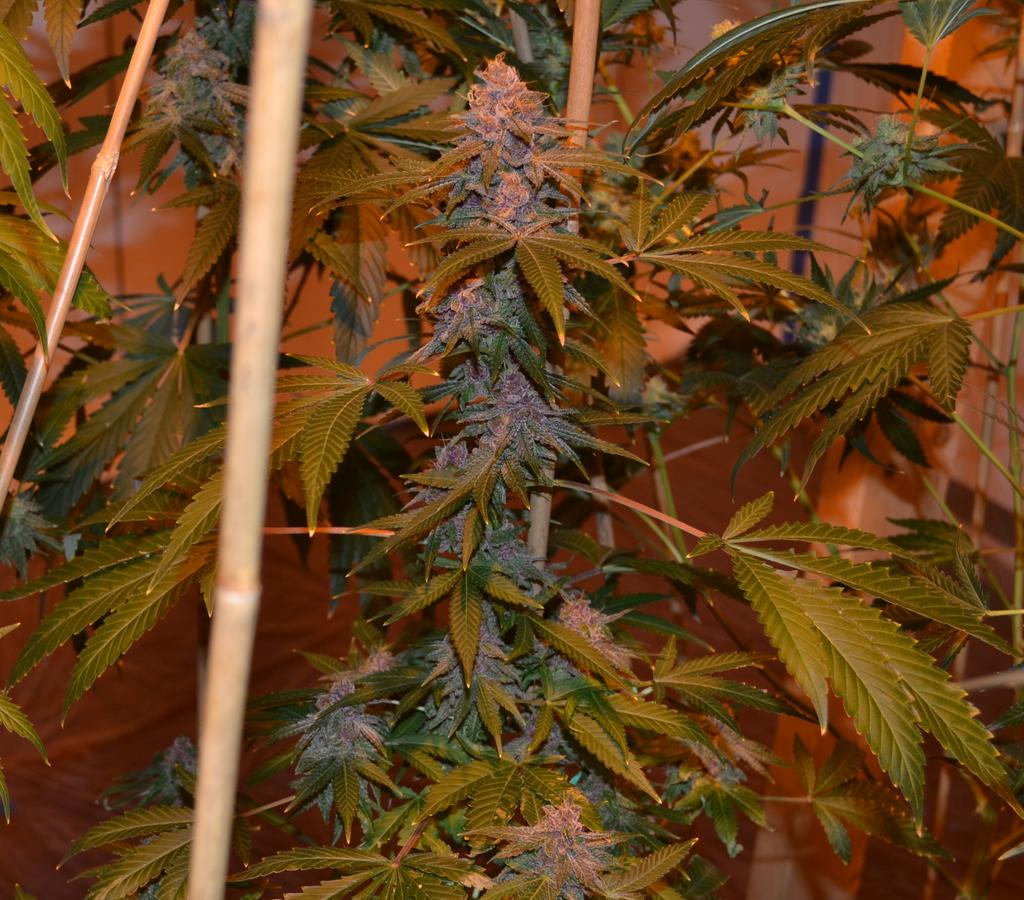 cmartin0725's tweet photo. #JaffaCake pheno 2. #Melvanetics #buddhastreeltd #cleanroots. Buckeye traits :) @Melvanetics2 https://t.co/8wZ4VD73dY