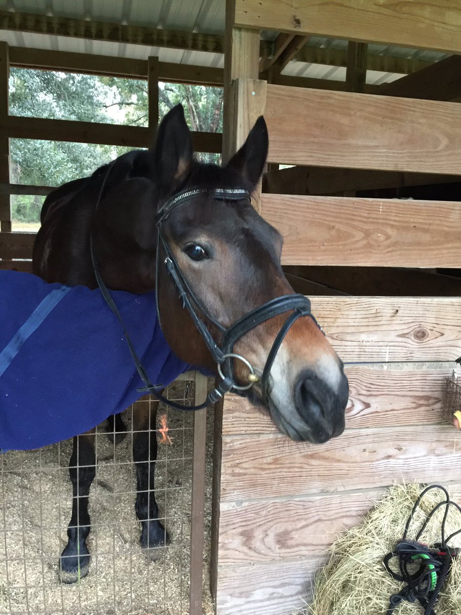 FriesianCross's tweet photo. "I gave my mom the best ride ever... now where are my treats?"
#VenusRules https://t.co/8YApLT6iIa