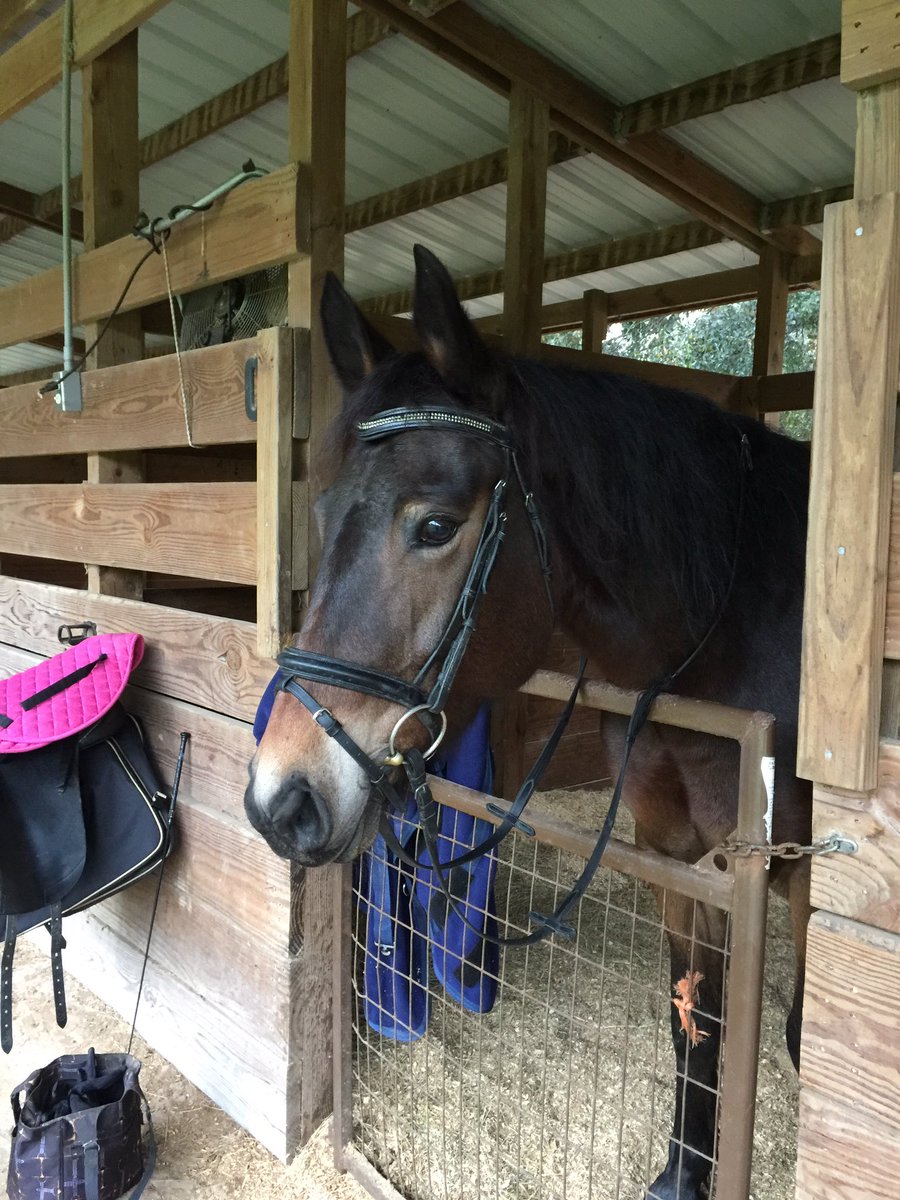 FriesianCross's tweet photo. "I gave my mom the best ride ever... now where are my treats?"
#VenusRules https://t.co/8YApLT6iIa