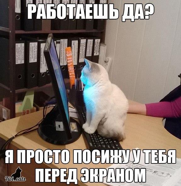 Котэ (@twi_cats) on Twitter photo 