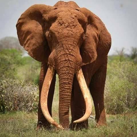 Lowvelder's tweet photo. 10 #Feite oor #Olifante wat jy dalk nie #geweet het nie
https://t.co/2w7S2uQT8M https://t.co/5lIiPSEPuE
