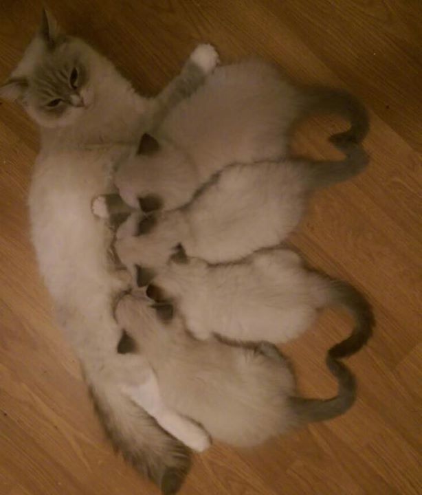 sharonsteeples's tweet photo. K minus 18 !
18 days till new kitten day.
#KittyCountdown #KittenAdvent
Check out the cute heart tails!!!! https://t.co/b8xz3KJ6fY