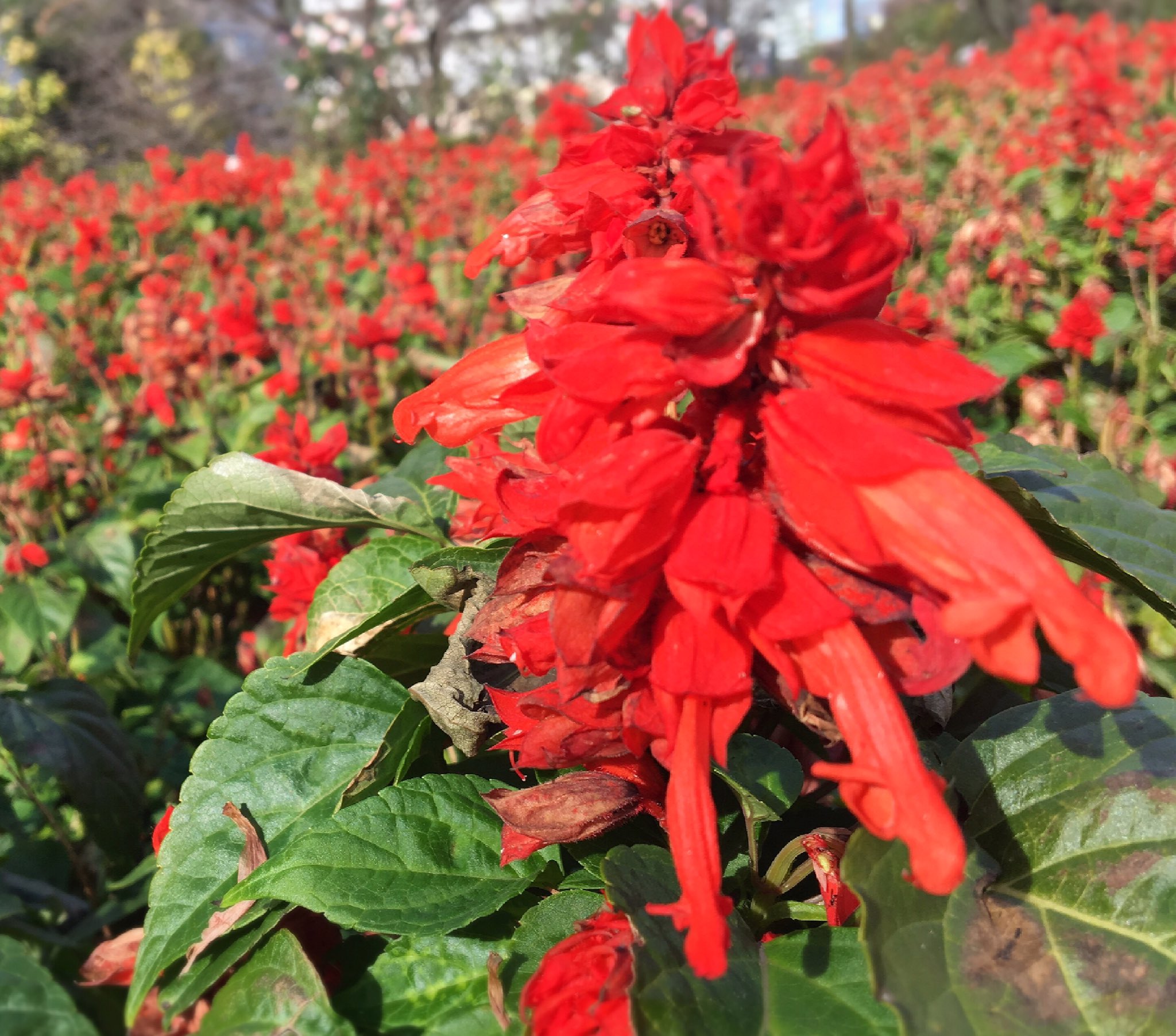 今井です サルビア 名前がど しても思い出せないでいたら ちゃん調べてくれてスッキリしました٩ ˊᗜˋ و 蜜には わずかながら毒があるって そうなんだ よく吸ってたよ私 大笑 花 川口 知らなかったこと T Co