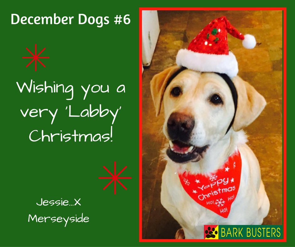 BarkBustersUK's tweet image. Today's December Dog is....Jessie!
#Dogs #DecemberDogs #DogTraining