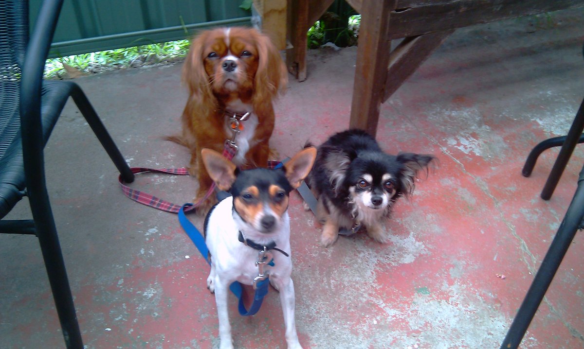 hagonvoice's tweet photo. @AussieGrit The love and loyalty of a dog is wonderful. So sad when they go. My three lovelies. Will H https://t.co/2a0BhH7nCc