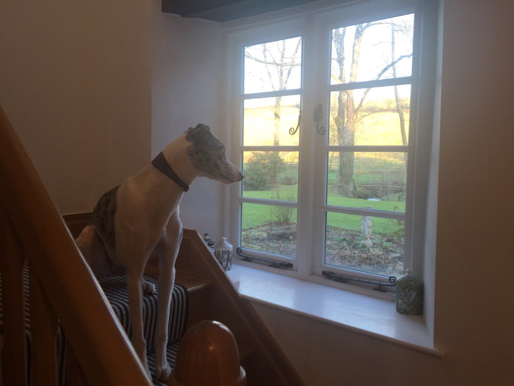 Admiring the view. I think 'beautiful winter morning. Dog thinks 'that is a pheasant.'