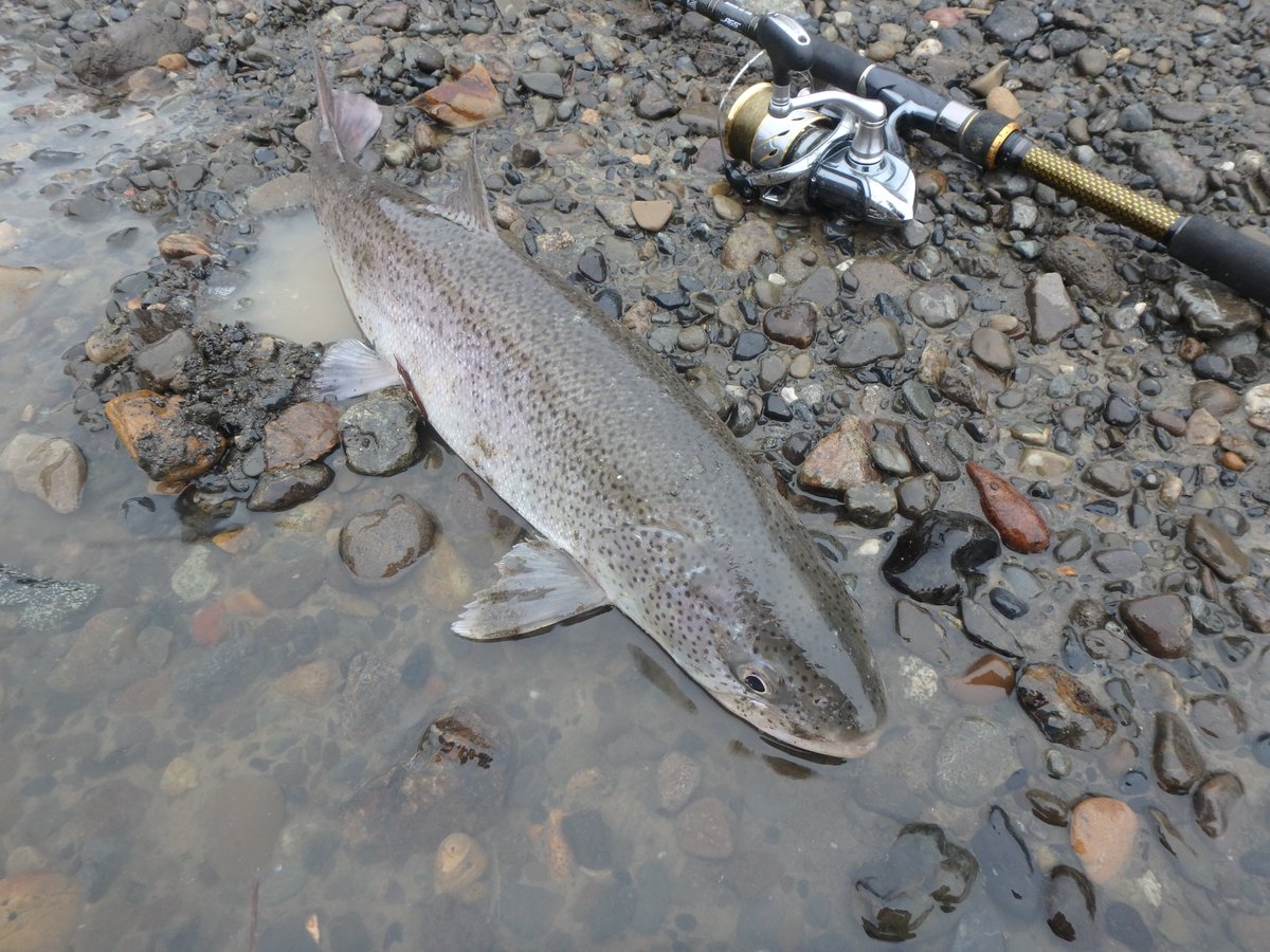 Masashi 天塩川イトウを釣りました 嬉 サイズは65 でしたが5年ぶりの天塩イトウに会えたことに感謝です 今回も怪物級には出会ずでしたが雄大な景色に癒されてきました 笑 僕は小説を読んで添付画像の通り狙い打ちを覚えました ご参考に