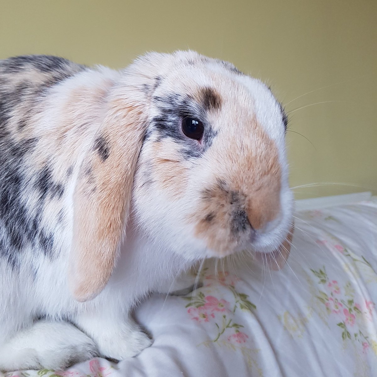 the_fluffle's tweet photo. Good morning everybun 😊❤🐰 https://t.co/YNsratReRu