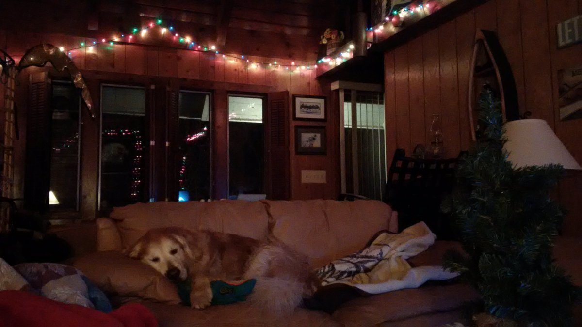 DaewooSchnae's tweet photo. That's my buddy! @FozyDog https://t.co/cjg2l3B8NC