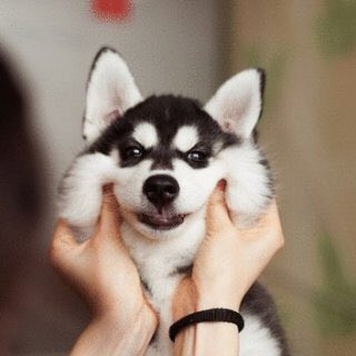 可愛い犬 画像集 D Tftg Twitter