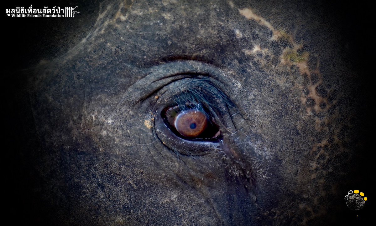 BREAKING NEWS – Elderly Elephant Malai Ngun Arrives at the WFFT Elephant Hospital thaielephantrefuge.org/?p=3101 #elephant #Thailand