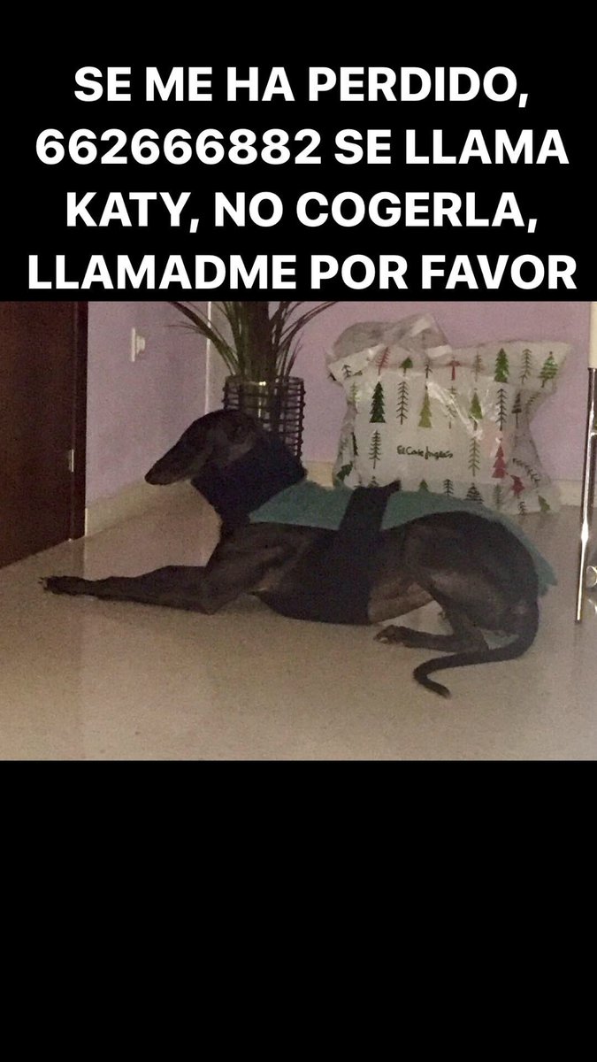 XquisitoEvents's tweet photo. @yuyudecai SE HA PERDIDO KATY POR BORMUJOS, ULTIMA VEZ VISTO ZONA UNIVERSITARIA. BORMUJOS Y ZONAS DE ALREDEDORES RT https://t.co/WXkAlvLtQ7