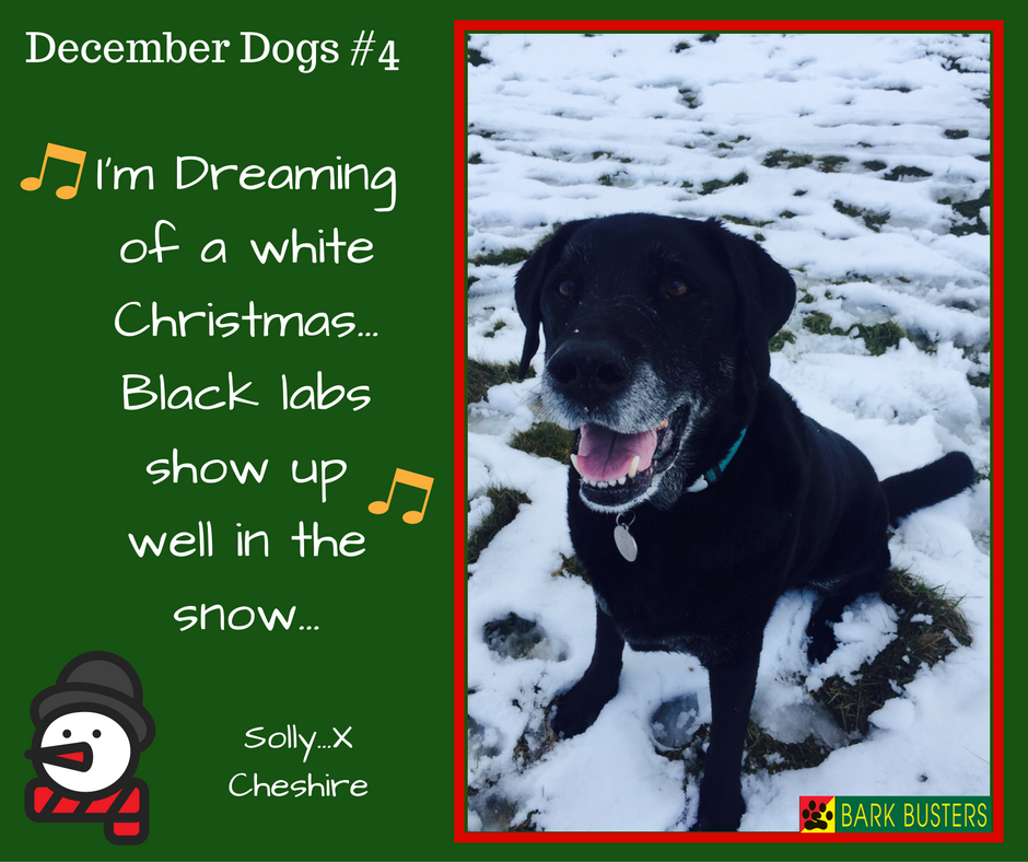 BarkBustersUK's tweet image. Our 'December Dogs'theme continues! Today it's Solly...he's hoping for snow!
#Dogs #DogTraining #DecemberDogs
