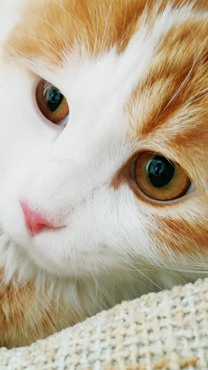 KBvvv4j's tweet image. Cat ❤❤❤