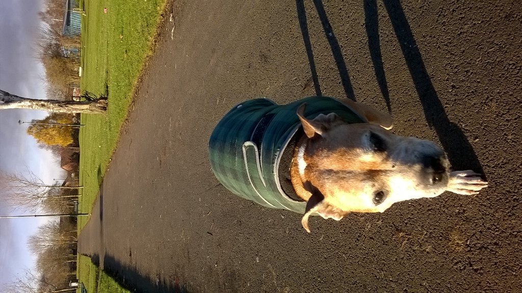 CindersNo1's tweet photo. All wrapped up. Sunday morning walk in the park 🐶 #bullstaff https://t.co/iw3FryLo6n