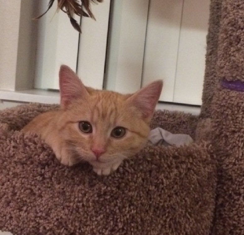 JGalaxyProject's tweet photo. Happy #ShelterSunday from our December #MonthlyMojo, @SimplyCatsβ! Enjoy this story about a lovely angel!
https://t.co/RCYZyMJLPP https://t.co/eBIeLCcYuF